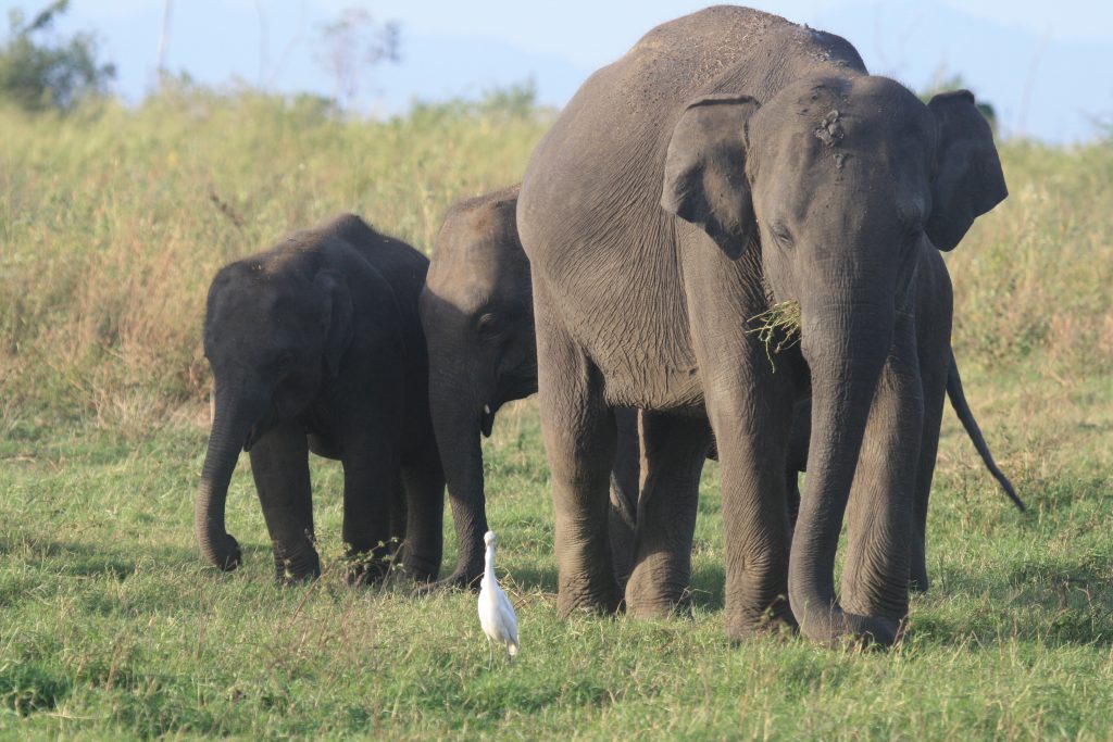 Elephants at Gal Oya Lodge as advertised by Kiwano Hotels