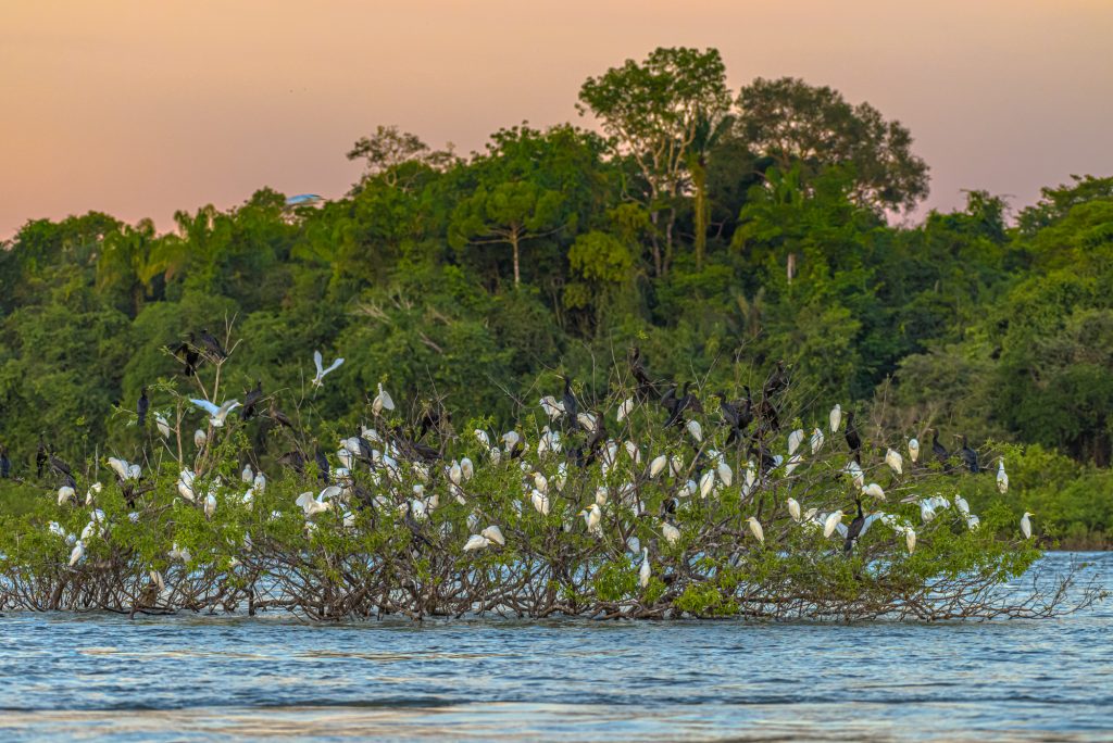 Birds gathered on a bush in the river at Cristalino Lodge in Brazil as advertised by Kiwano Hotels