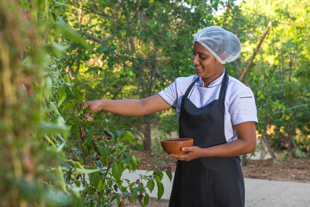 Chef picking chillies at Ravana Garden as advertised by Kiwano Hotels