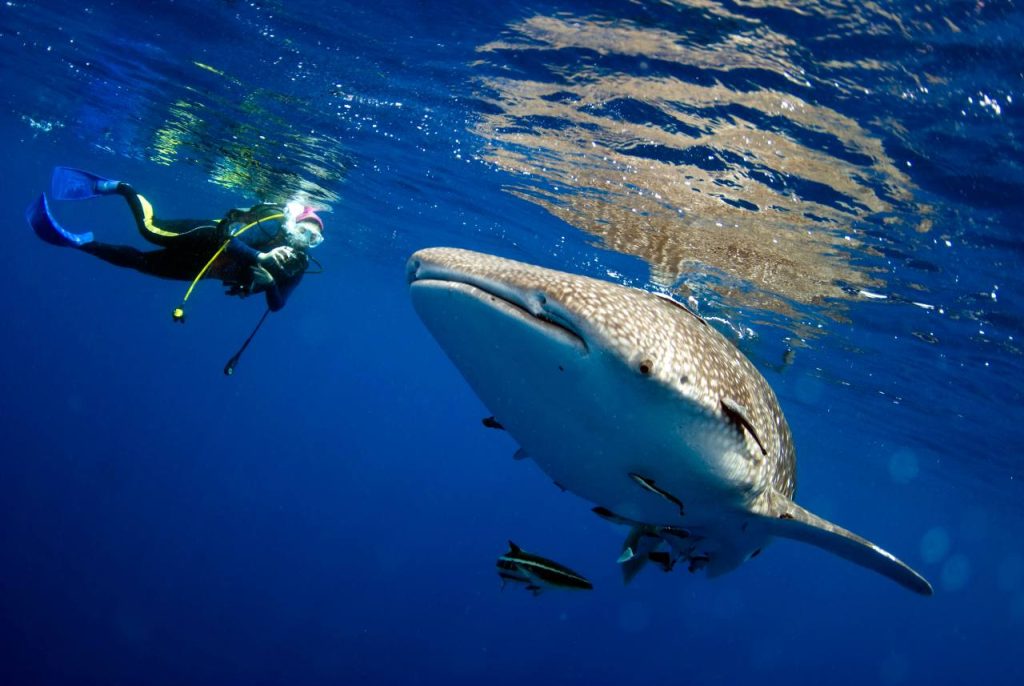 Whale shark and scuba diver in the Maldives - Secret Paradise Maldives